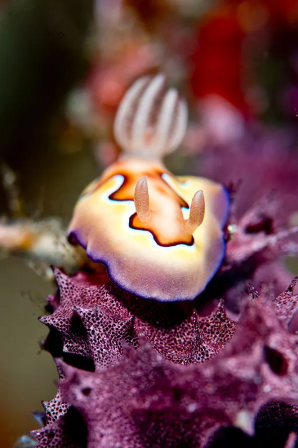 Indonesia – Raja Ampat