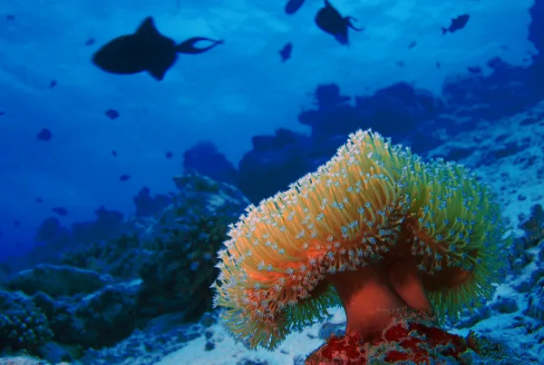 Maldives