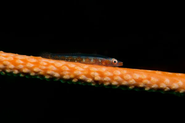 Indonesia – Raja Ampat