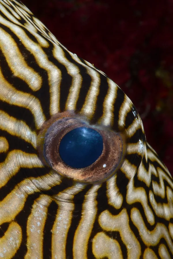 Palau