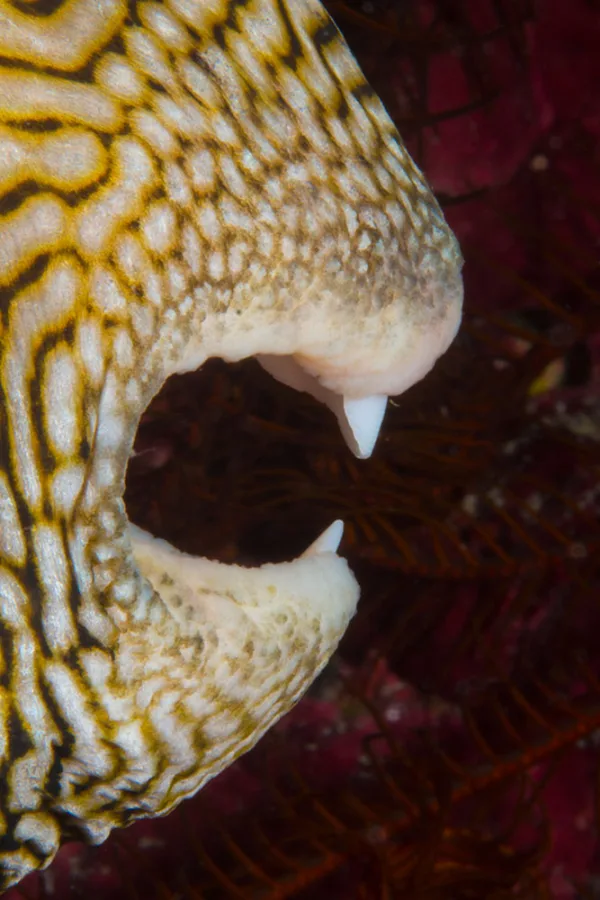 Palau