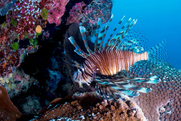Palau