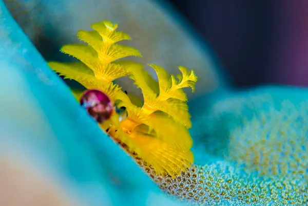 Palau