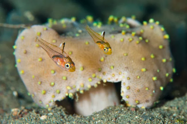 Indonesia – Raja Ampat