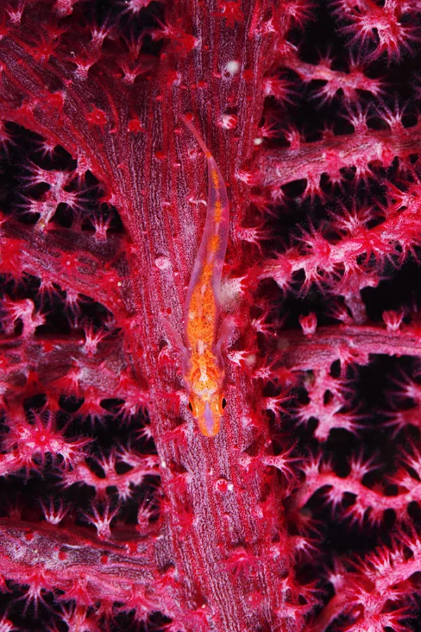 Indonesia – Raja Ampat
