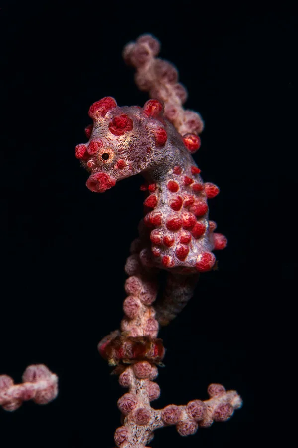 Indonesia – Raja Ampat