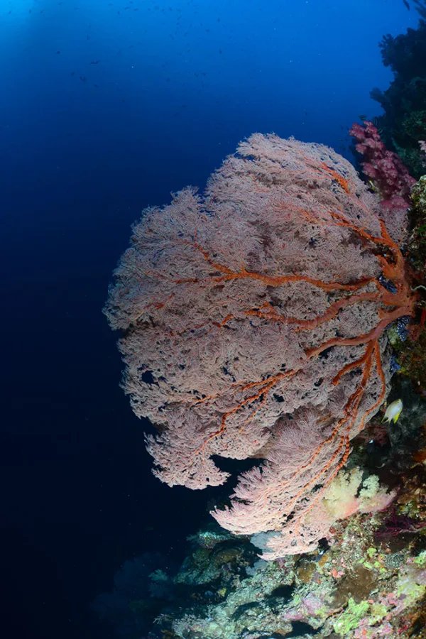 Palau