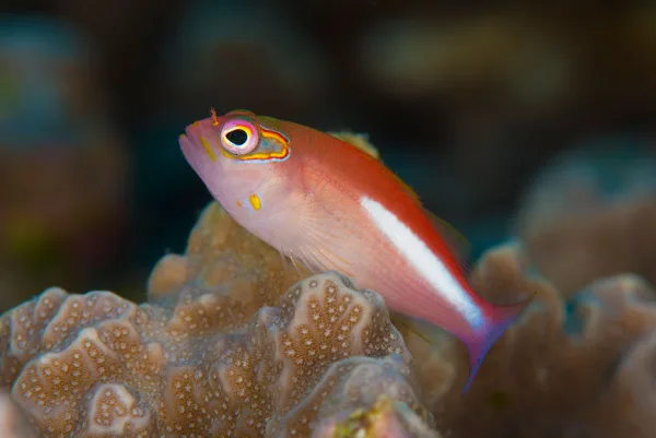 Palau