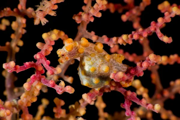 Indonesia – Raja Ampat