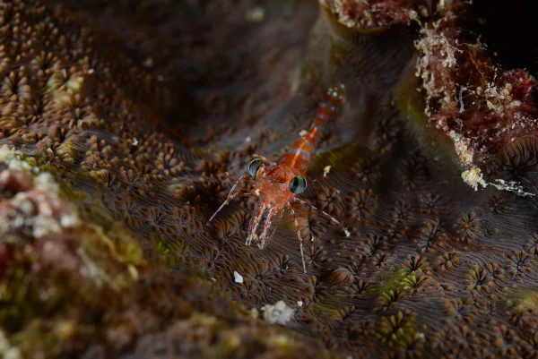 Palau