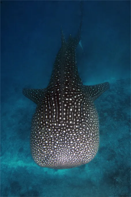 Maldives