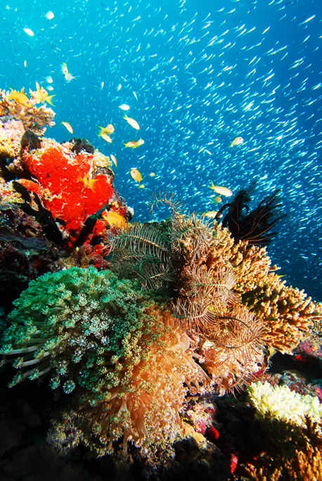 Maldives