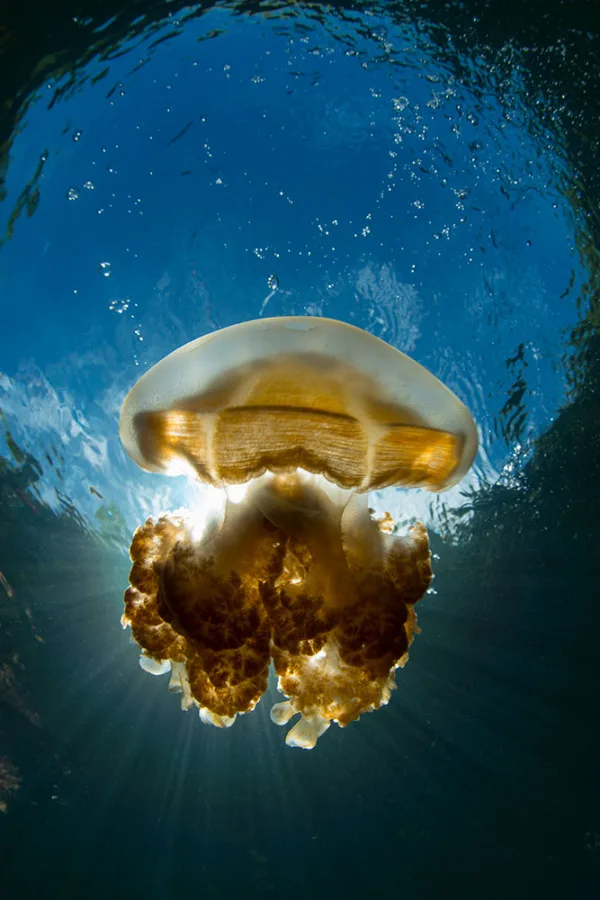 Palau