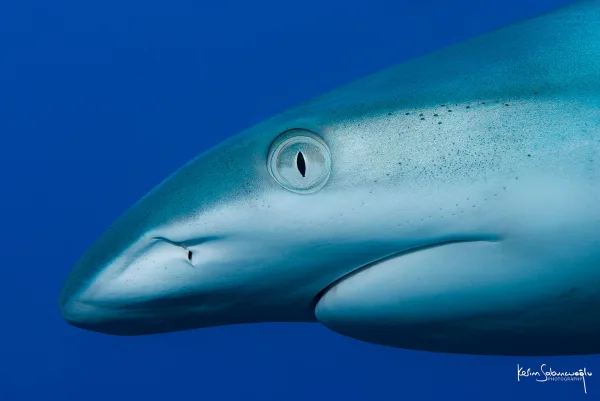Palau