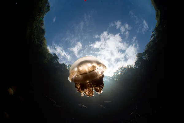 Palau