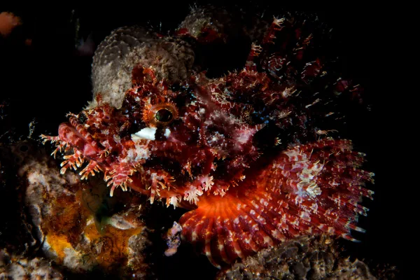 Palau