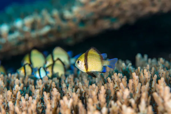 Palau