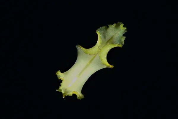 Palau