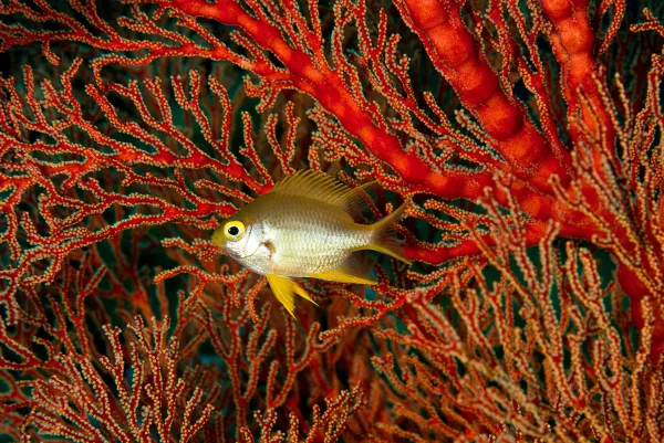 Indonesia – Raja Ampat