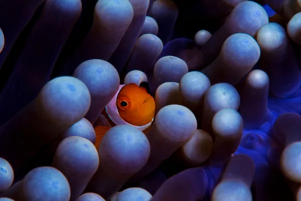 Indonesia – Raja Ampat