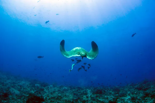 Maldives