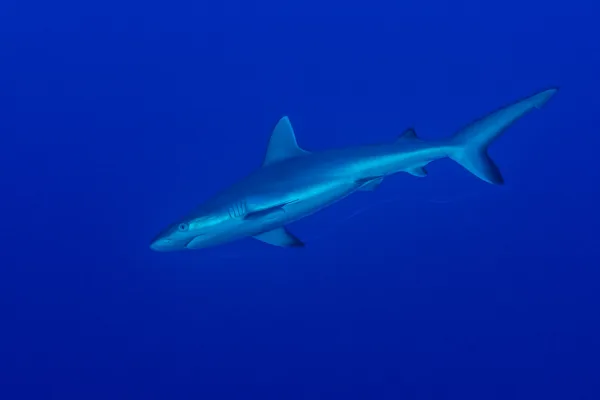 Maldives