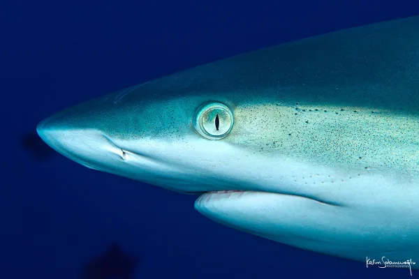 Palau