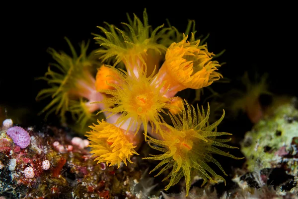 Palau