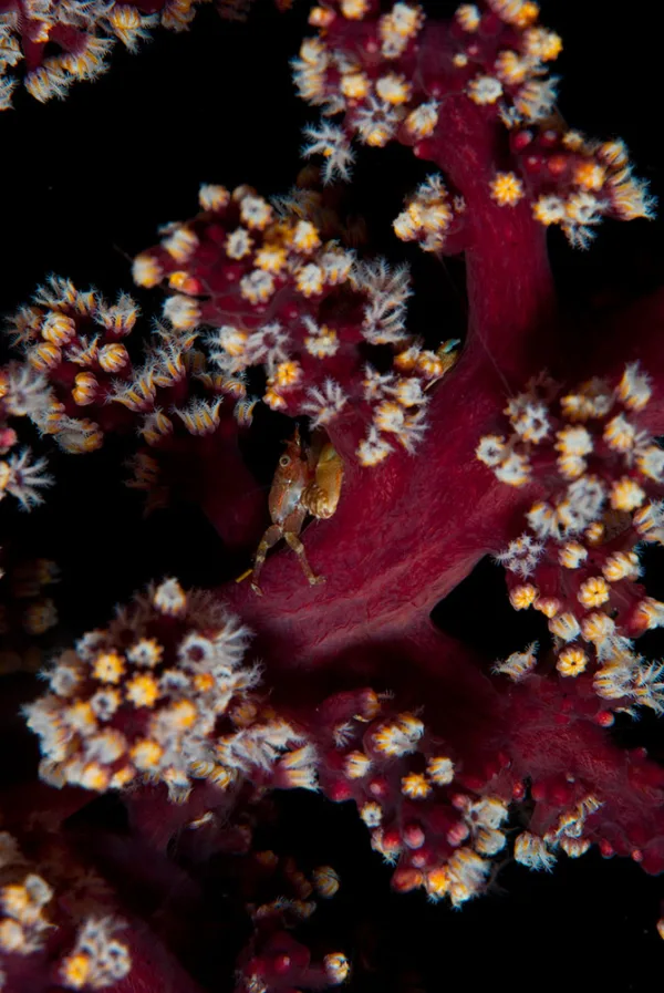 Indonesia – Raja Ampat