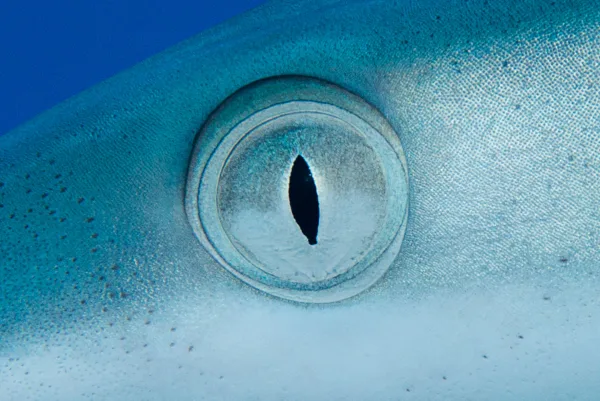 Palau