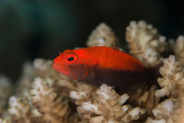 Palau
