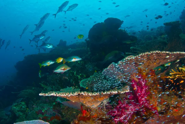 Indonesia – Raja Ampat