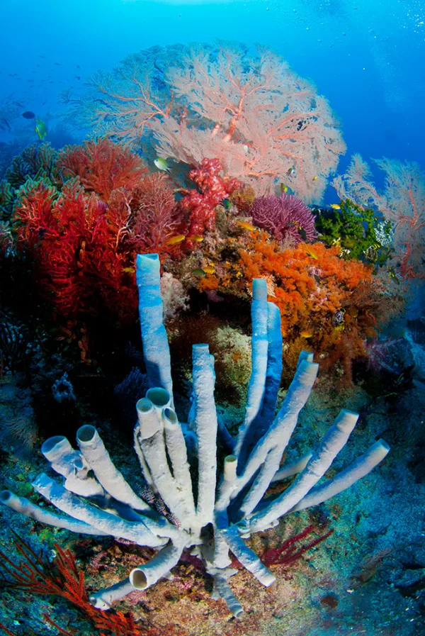 Indonesia – Raja Ampat