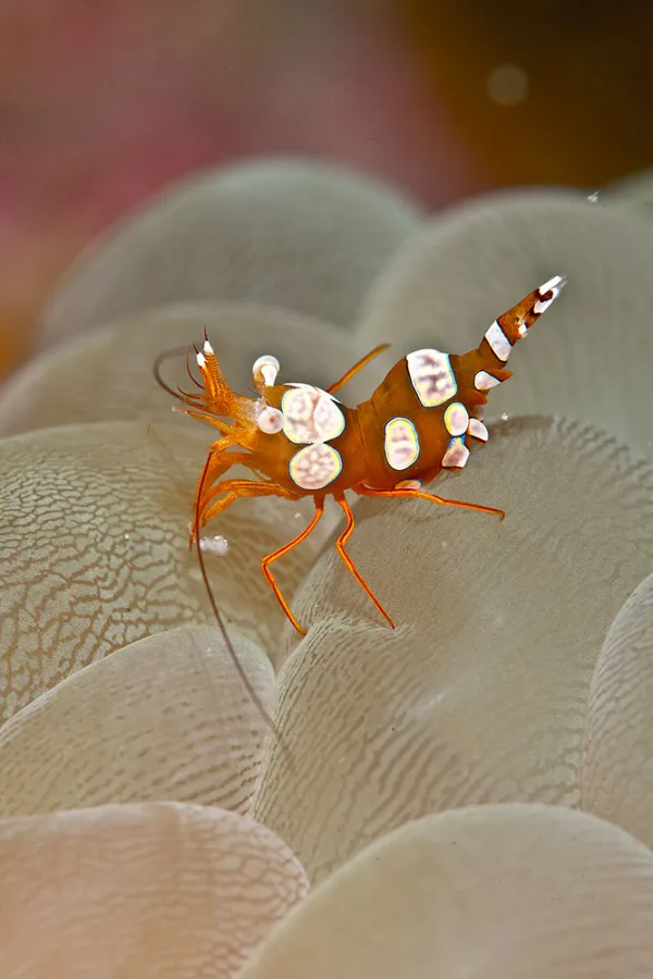 Indonesia – Raja Ampat
