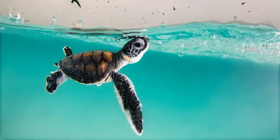 Award-winning photos taken in the ocean capture the beauty and wonder of the underwater world