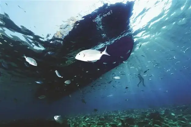 The mysterious beauty of underwater