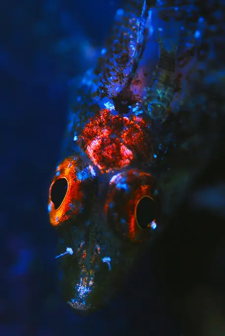 Underwater Fluorescence Photographs – Kerim Sabuncuoglu, Turkey