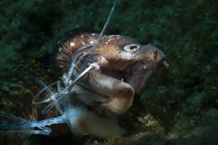 Conservation Photographer of the Year, Kerim Sabuncuoglu