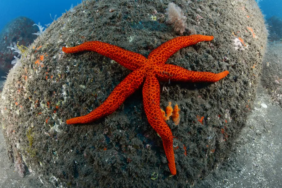 Kerim Sabuncuoğlu: Underwater love