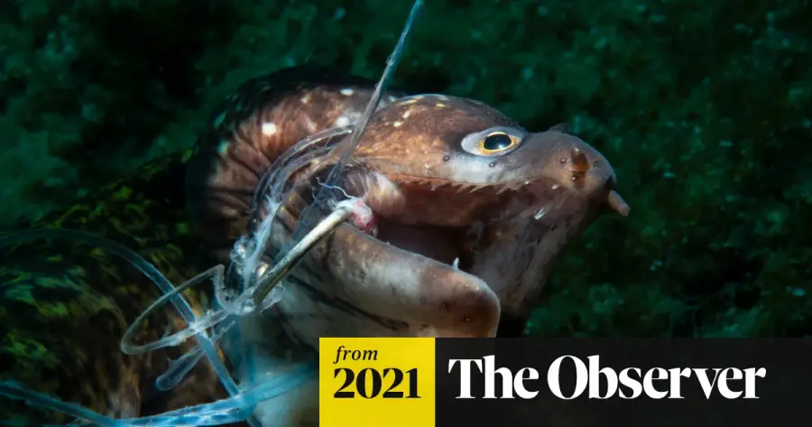 Deep impact: the underwater photographers bringing the ocean's silent struggle to life